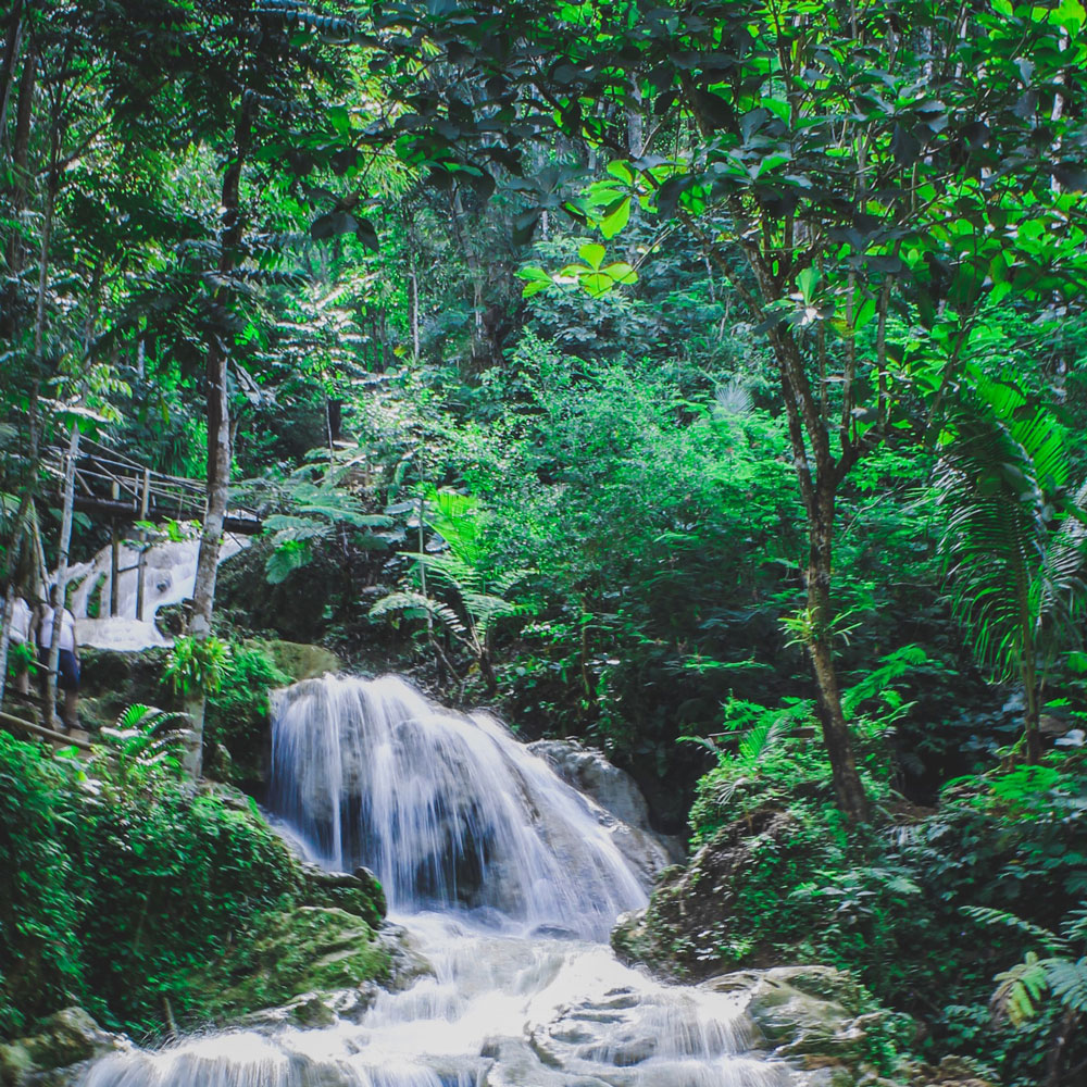 Photo of rainforest with waterfall running down through the middle